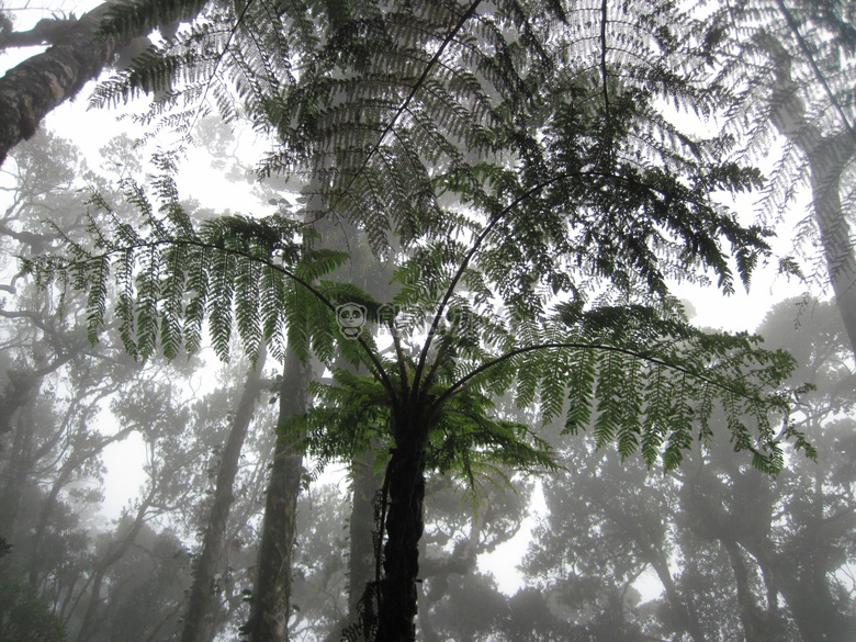 蕨类植物 丛林 薄雾