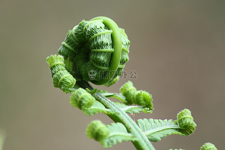 蕨类植物 叶子 绿色