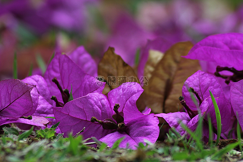 开花 三角梅 花