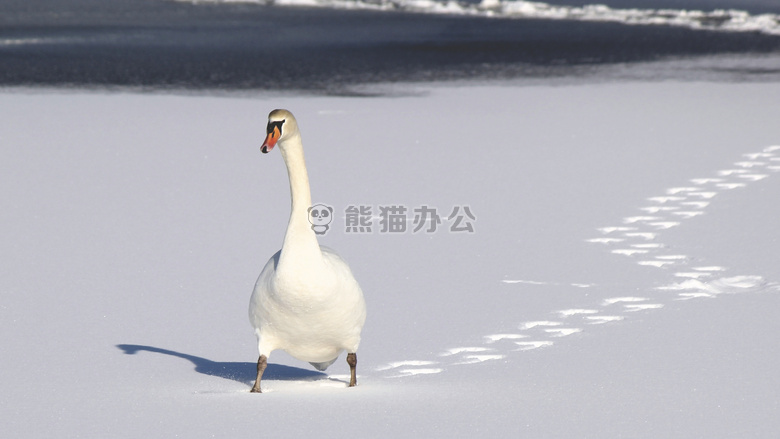 鸟 脚印 自然