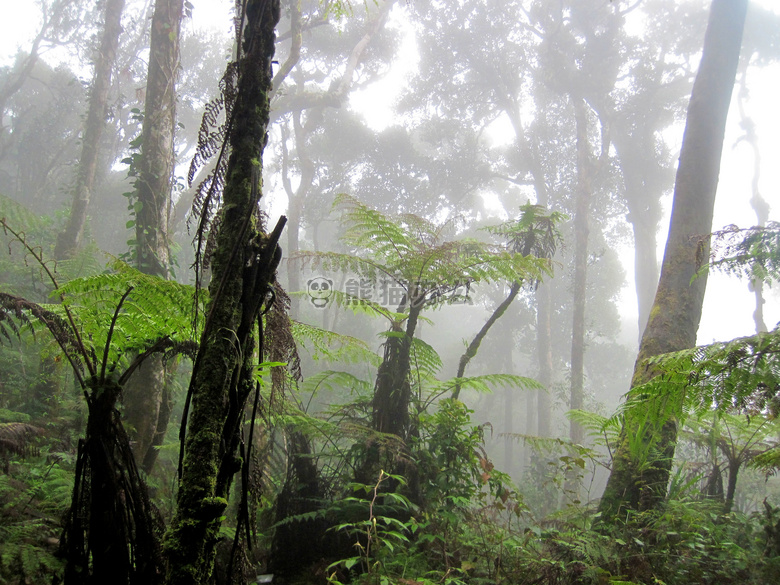 蕨类植物 丛林 薄雾