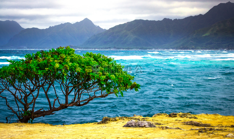 夏威夷 景观 自然