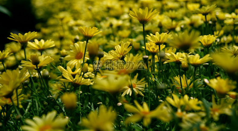 背景 美丽的 花