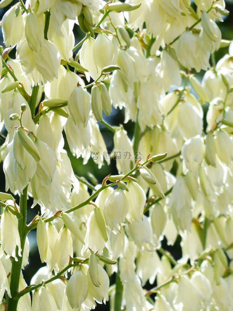 龙舌兰科 开花 BLütenmeer