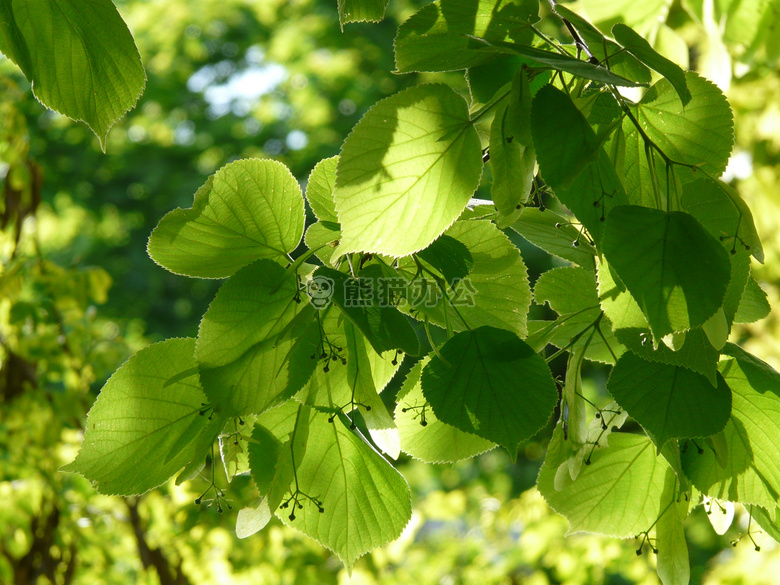 植物区系 叶 石灰