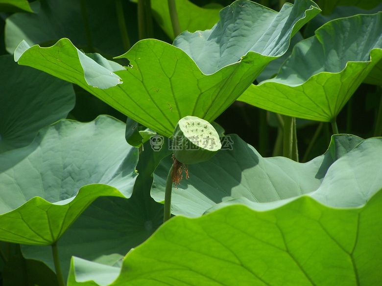 水生 植物 大的