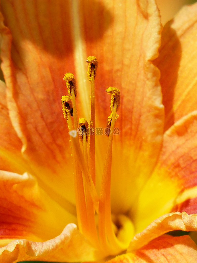 花药 开花 特写