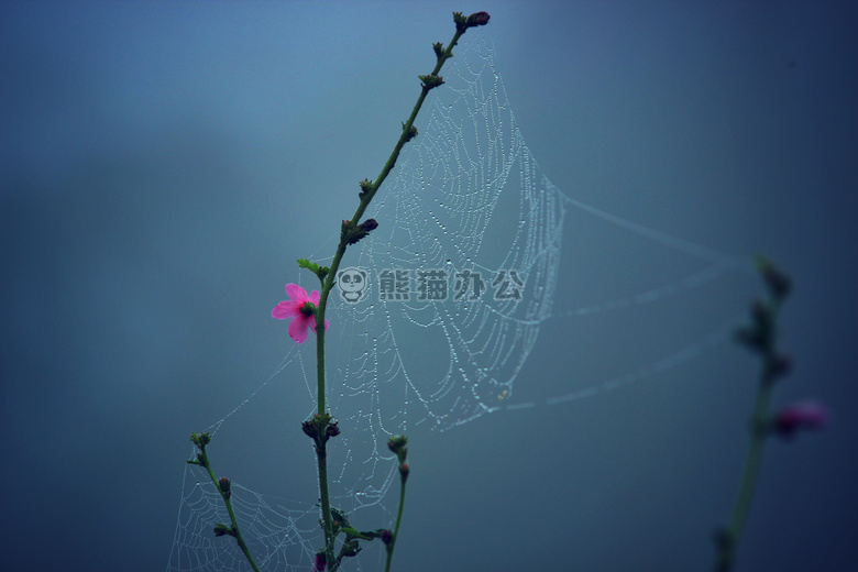 露水 蜘蛛网 网状物