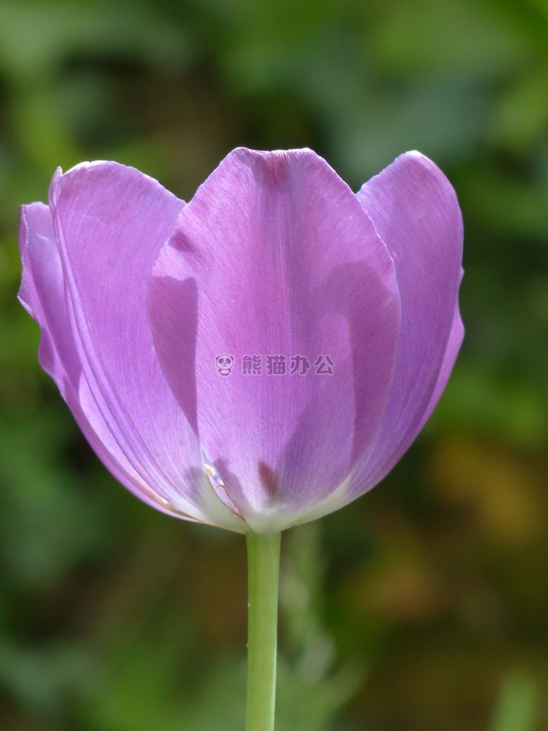 开花 植物区系 花