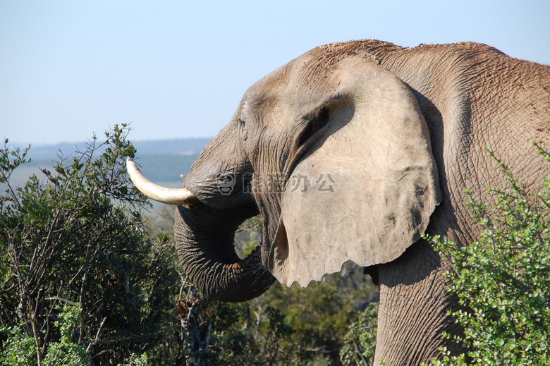 非洲 动物 大象