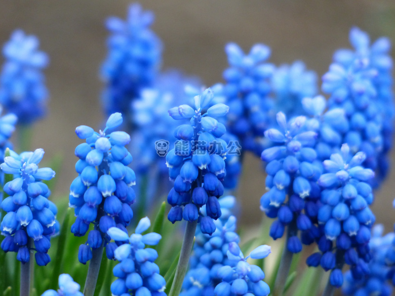 天门冬科 芦笋 植物