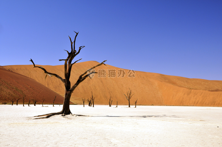 沙漠 荒凉 干旱