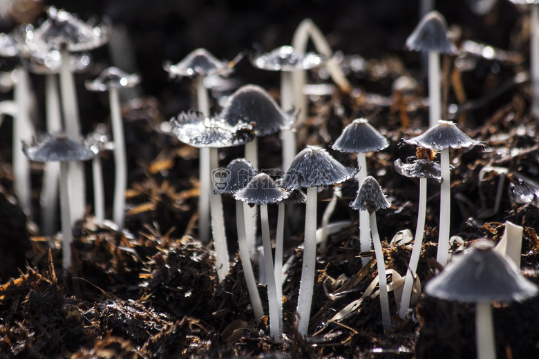 蘑菇 自然 土壤