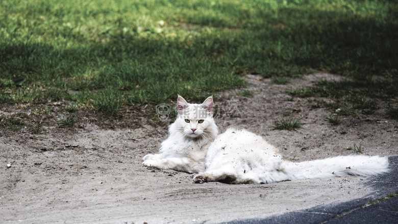 动物 猫 小猫