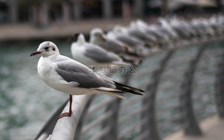 动物 鸟 海鸥