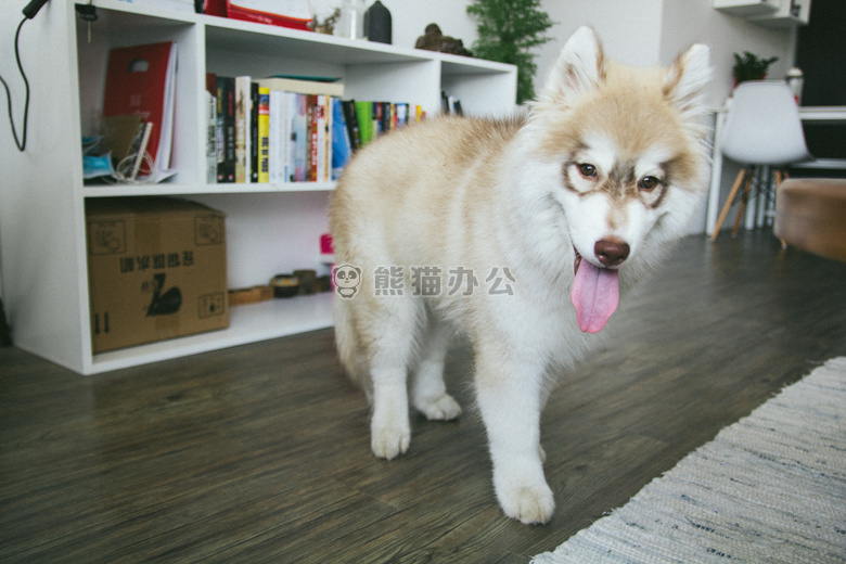 动物 书 犬