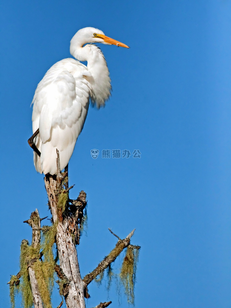 动物 鸟 白鹭