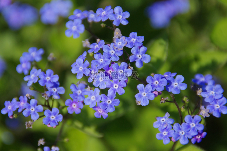 开花 花 忘记