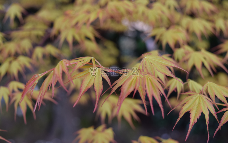 花 树