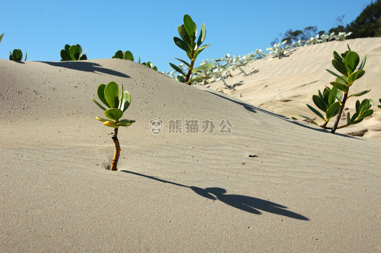 非洲 海滩 沙漠