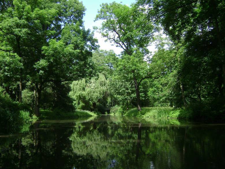 森林 湖 自然