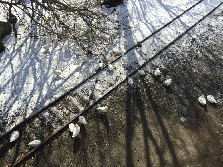 鹅 轨道 雪