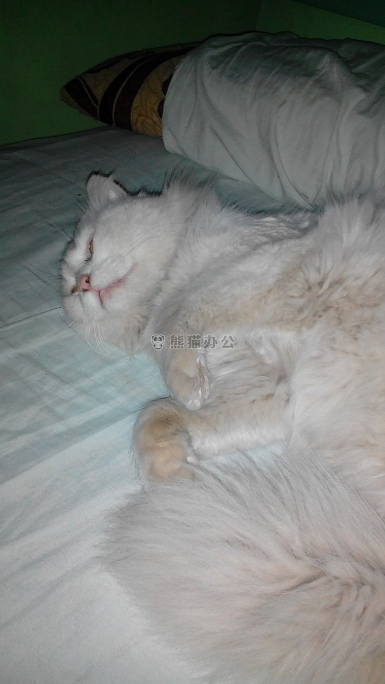 动物 猫 可爱的