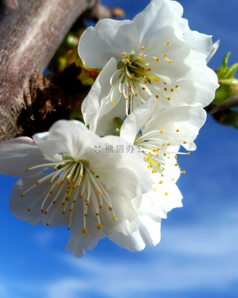 花