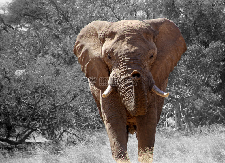 非洲 灌木 大象