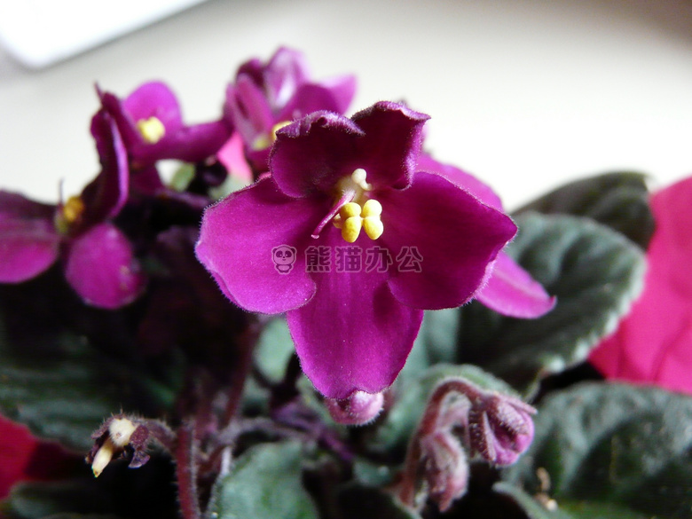 非洲 紫罗兰 花