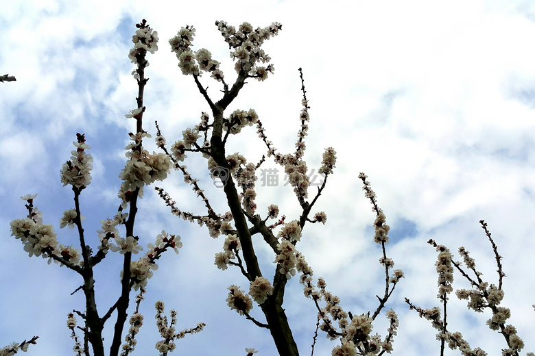 绽放 花 花园