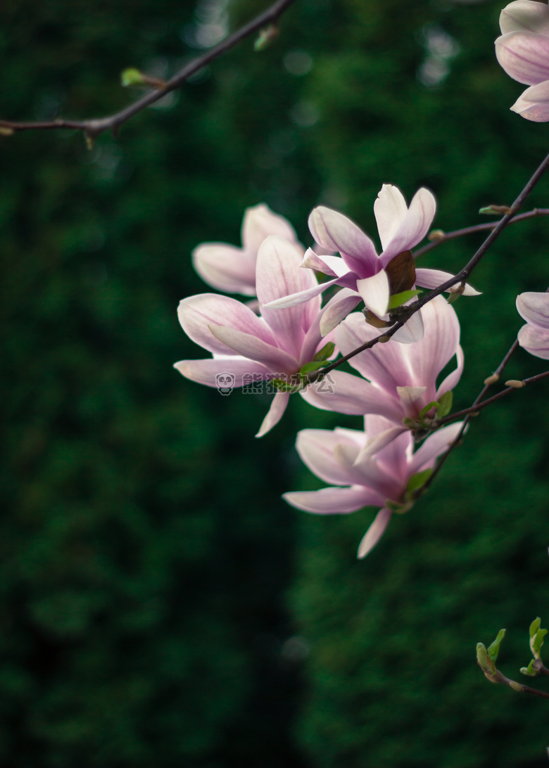 花 绿色 木兰