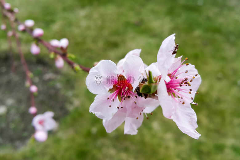 蚂蚁 花 花园