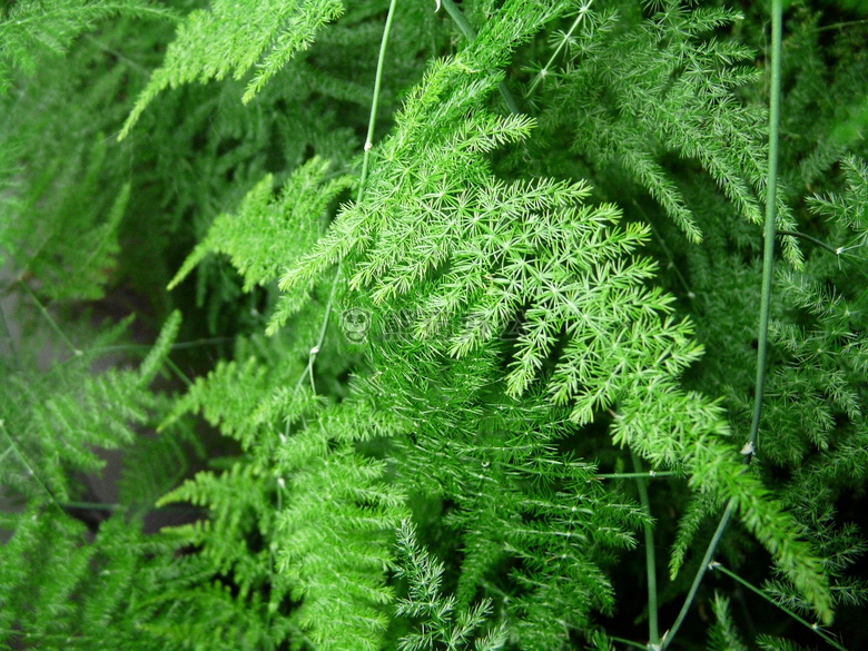 蕨類植物 葉 植物