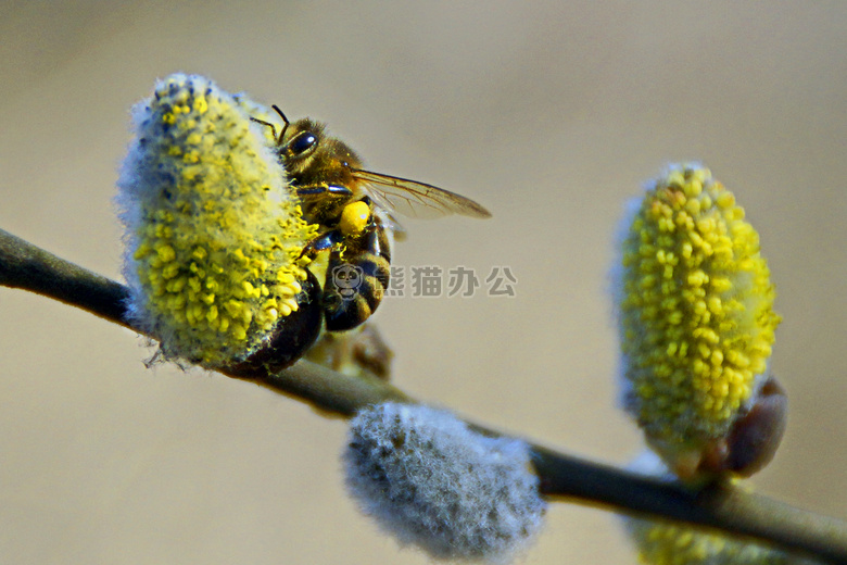 蜜蜂 柔荑花序 蜂蜜