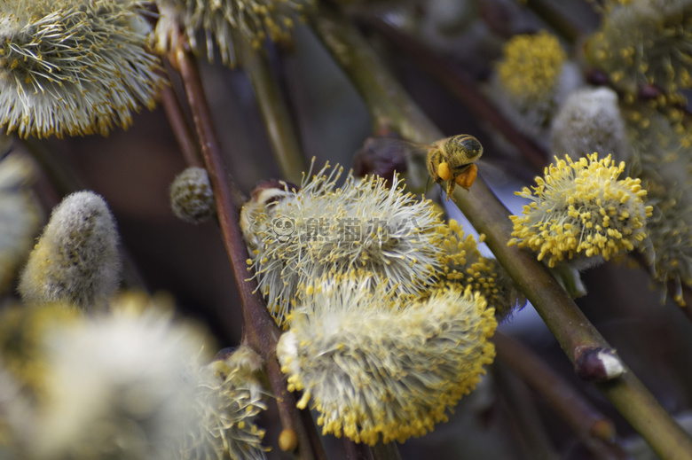 蜜蜂 柔荑花序 昆虫