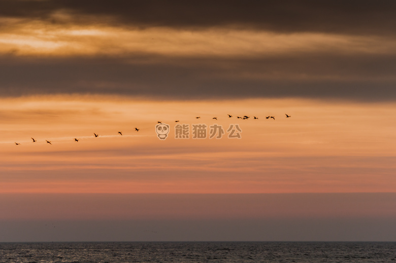 鸟 天空 日出