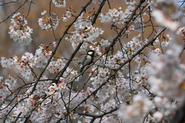 鸟 黑色 花