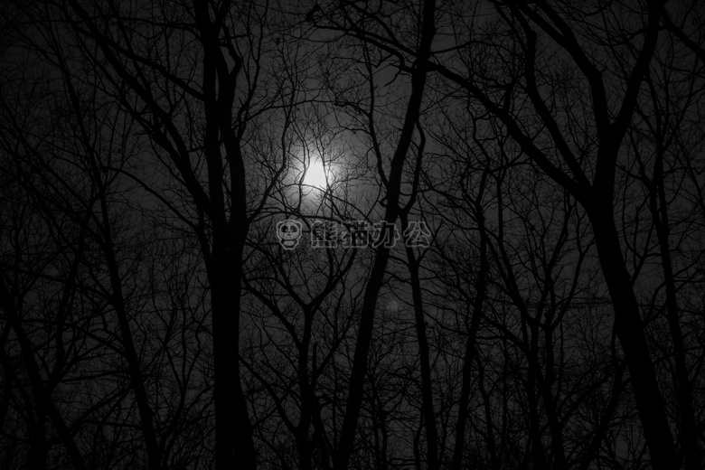森林 满的 月亮