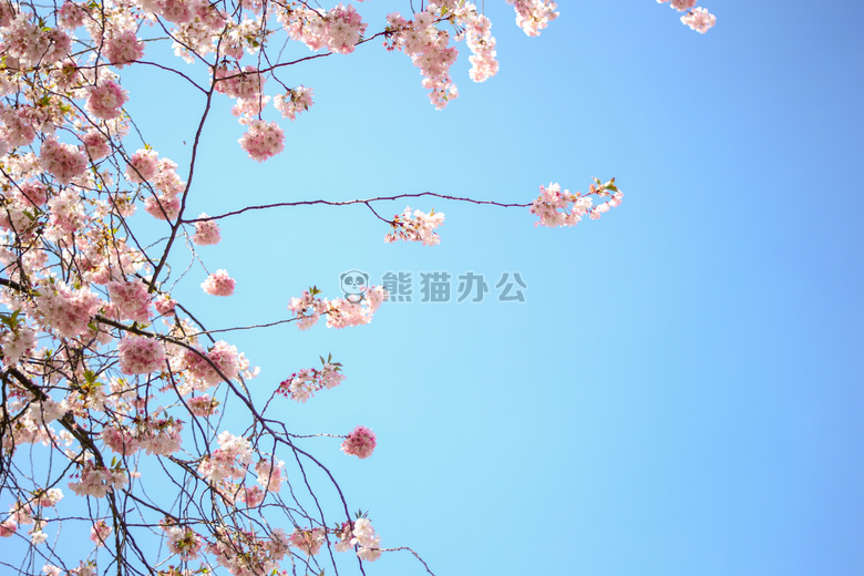 开花 蓝色 天空