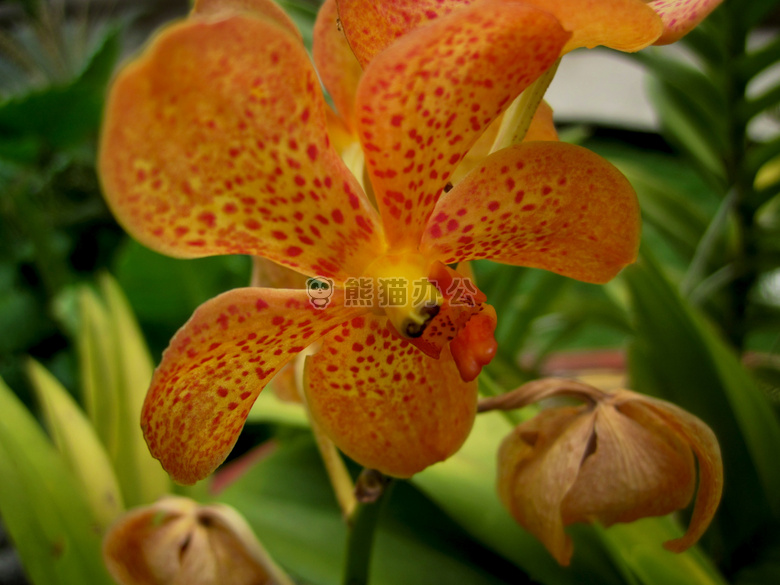 花 橙色 兰花