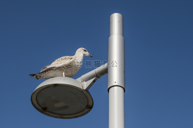 seagul 天空 守望者