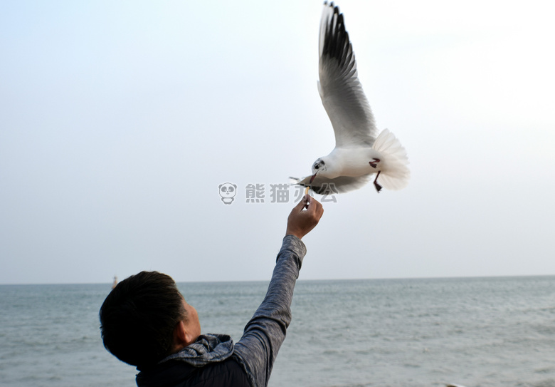 动物 海滩 鸟