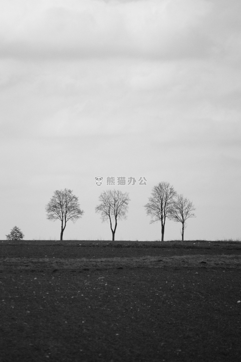 BW 景观 树