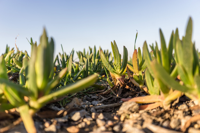 海滩 Carpobrotus 蓝靛果