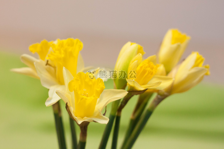 比凯 花 春天