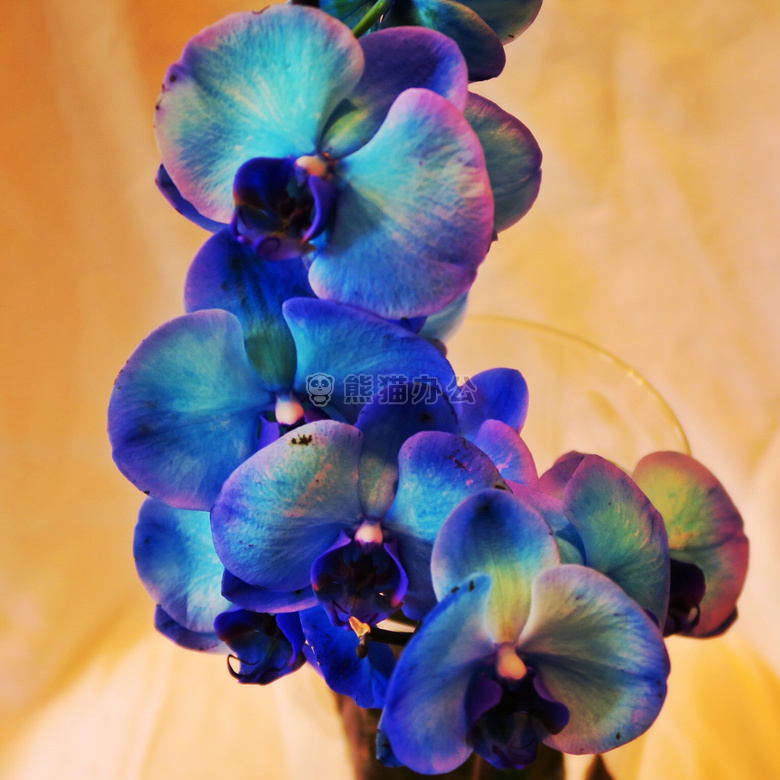 蓝色 植物区系 花