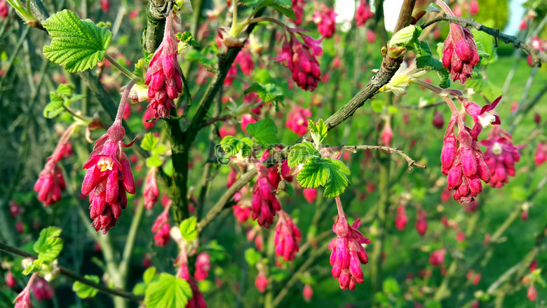 花 绿色 粉红色