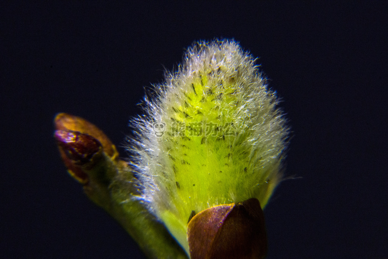 柔荑花序 植物 柳