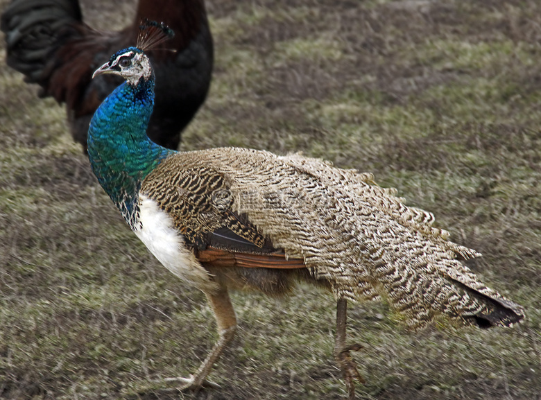 鸟 牲畜 孔雀
